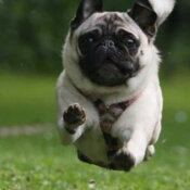 pug flying