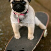 skateing pug